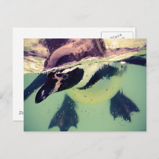Penguin Briefkaart (Voorkant / Achterkant)