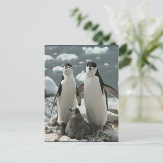 Penguin Briefkaart (Staand voorkant)