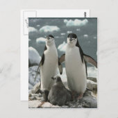 Penguin Briefkaart (Voorkant / Achterkant)