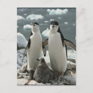 Penguin Briefkaart