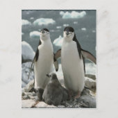 Penguin Briefkaart (Voorkant)