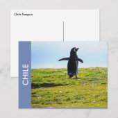 Penguin Chile Briefkaart (Voorkant / Achterkant)