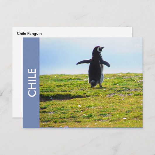 Penguin Chile Briefkaart (Voorkant / Achterkant)