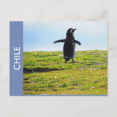 Penguin Chile Briefkaart (Voorkant)
