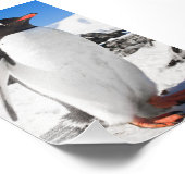 Penguin Closeup Foto Afdruk (Hoek)