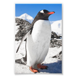 Penguin Closeup Foto Afdruk