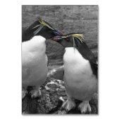 Penguin Colour Splash Kaart (Achterkant)