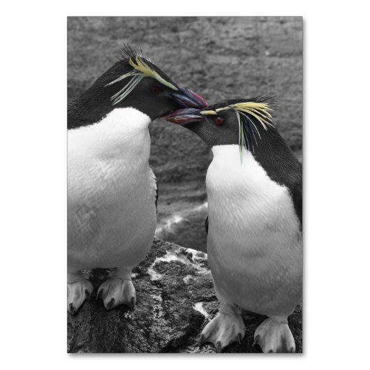 Penguin Colour Splash Kaart (Voorkant)