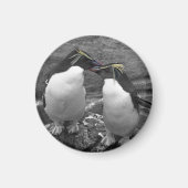 Penguin Colour Splash Magneet (Voorkant)