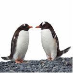 Penguin Couple Staand Fotobeeldje<br><div class="desc">Kute pinguïnstel — acrylfotosculptuur.</div>