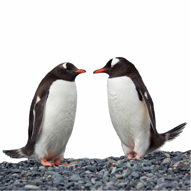 Penguin Couple Staand Fotobeeldje (Voorkant)