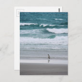Penguin die terugkeert uit de oceaan briefkaart (Voorkant / Achterkant)