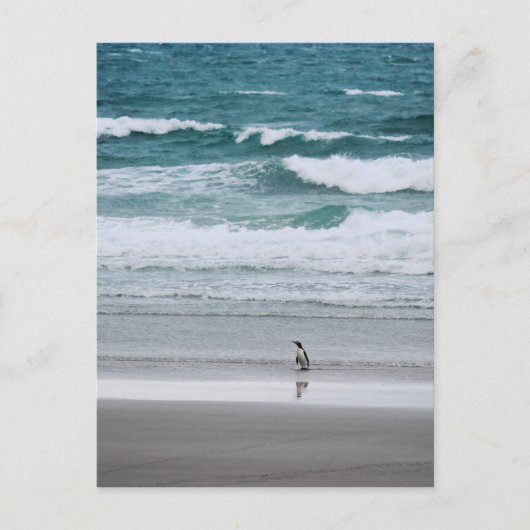 Penguin die terugkeert uit de oceaan briefkaart (Voorkant)
