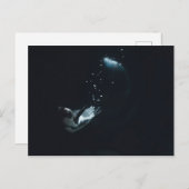 Penguin Dive Briefkaart (Voorkant / Achterkant)