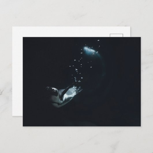 Penguin Dive Briefkaart (Voorkant / Achterkant)