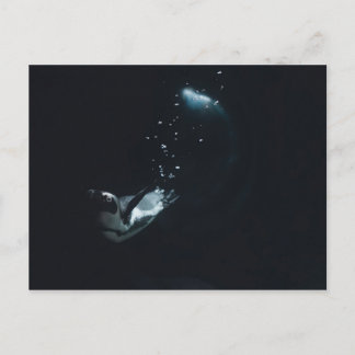 Penguin Dive Briefkaart
