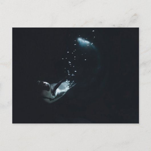 Penguin Dive Briefkaart (Voorkant)