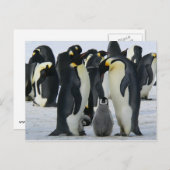 Penguin-familiekaart Briefkaart (Voorkant / Achterkant)