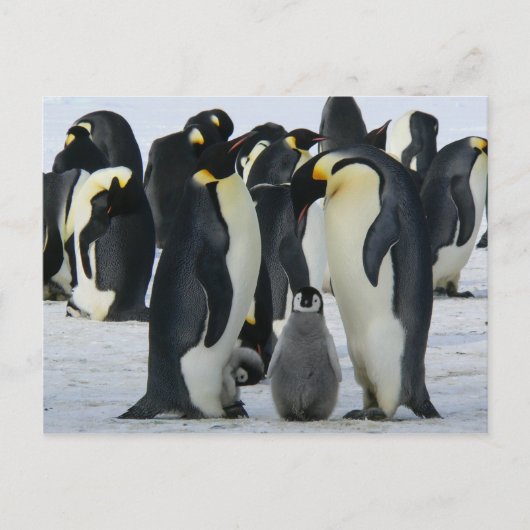 Penguin-familiekaart Briefkaart (Voorkant)