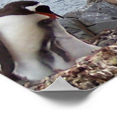 Penguin Family Portrait Poster (Hoek)