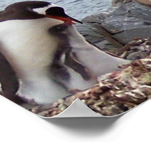 Penguin Family Portrait Poster (Hoek)