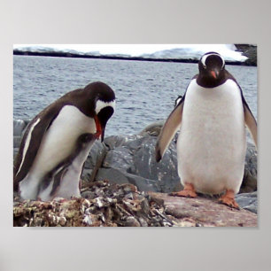 Penguin Family Portrait Poster