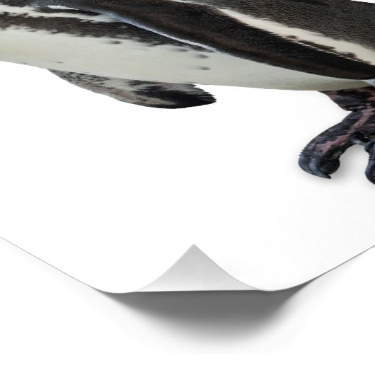 Penguin Foto Afdruk (Hoek)