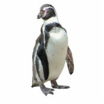 Penguin Fotobeeldje Magneet<br><div class="desc">Geweldig voor de koelkast of archiefkast of zo.  Of misschien een sleutelketen,     Neat Gift.</div>