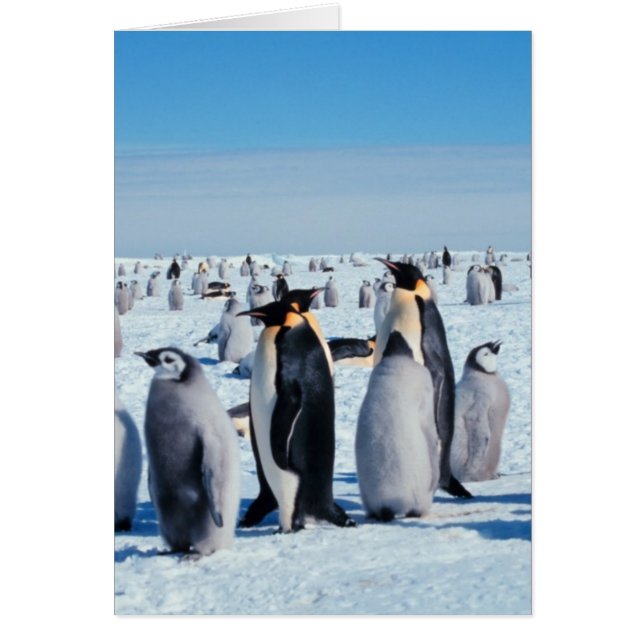 Penguin Gathering (Voorkant)