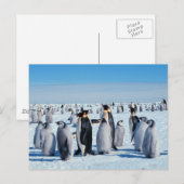 Penguin Gathering Briefkaart (Voorkant / Achterkant)