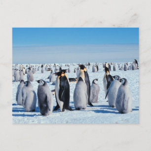 Penguin Gathering Briefkaart