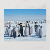 Penguin Gathering Briefkaart (Voorkant)