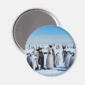 Penguin Gathering Magneet (Voorkant / Achterkant)