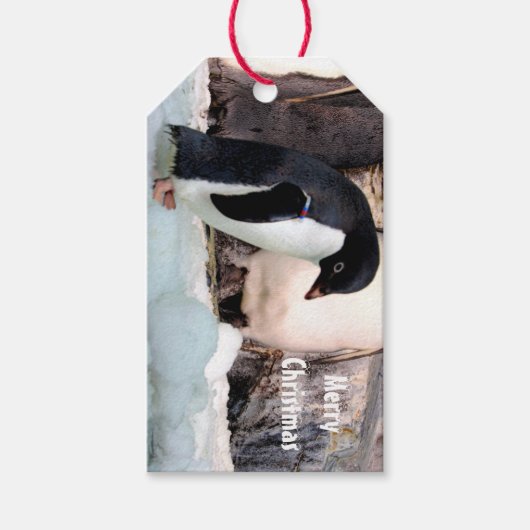 Penguin Gift Labels Cadeaulabel (Voorkant)