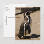 Penguin in Blairdrummond Briefkaart (Voorkant / Achterkant)