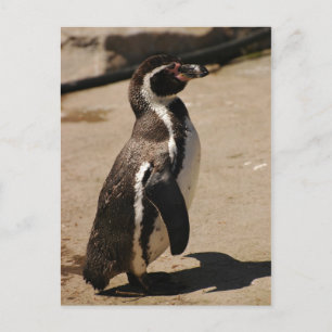 Penguin in Blairdrummond Briefkaart