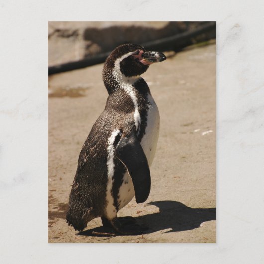 Penguin in Blairdrummond Briefkaart (Voorkant)