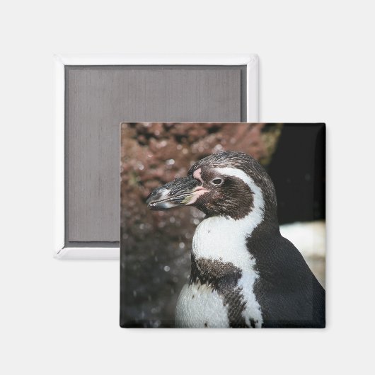Penguin Magnet (Voorkant / Achterkant)