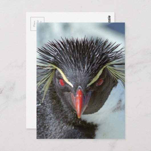 Penguin met rode ogen briefkaart (Voorkant / Achterkant)
