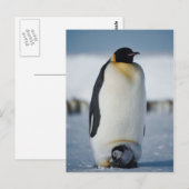 Penguin Parent & Chick Briefkaart (Voorkant / Achterkant)