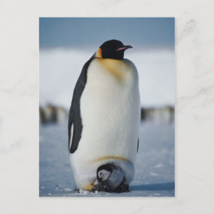 Penguin Parent & Chick Briefkaart