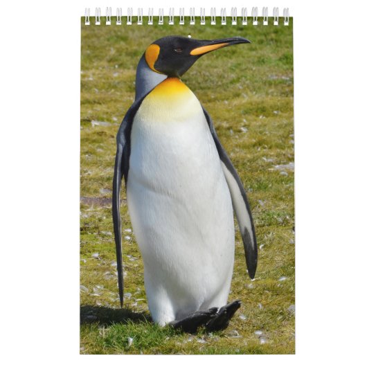 Penguin-Pedia: Pinguïns van de wereld Kalender (Hoes)