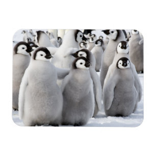 Penguin-pels Magneet