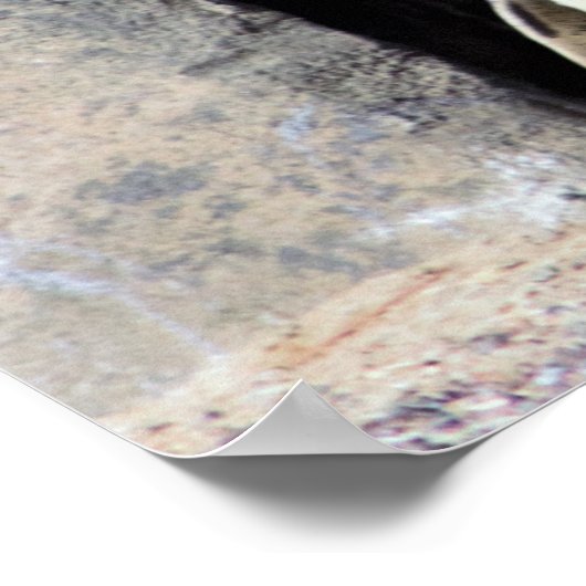 Penguin Photo Poster (Hoek)