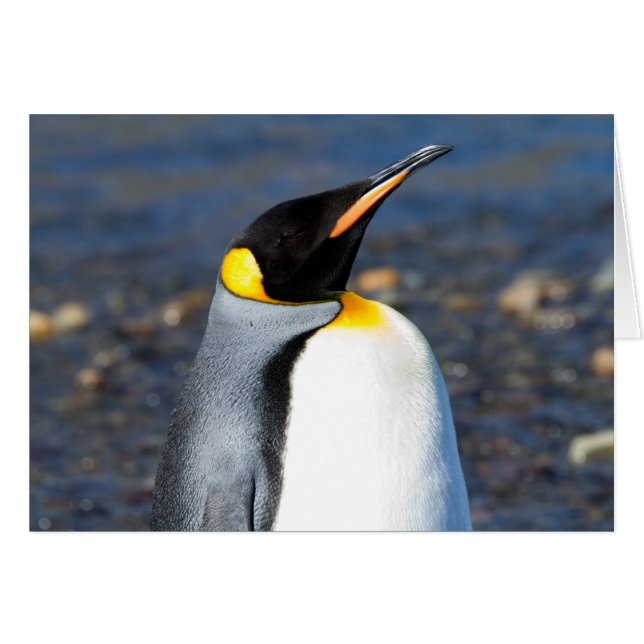 Penguin Portrait (Voorkant Horizontaal)