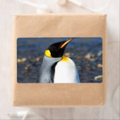 Penguin Portrait Etiket (Insitu)