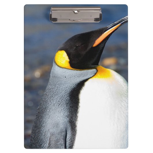 Penguin Portrait Klembord (Voorkant)