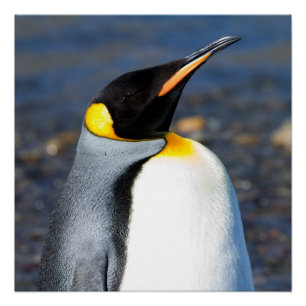 Penguin Portrait Perfect Poster