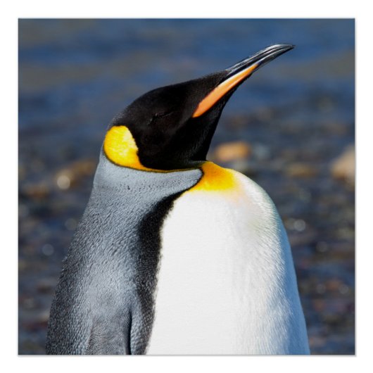 Penguin Portrait Perfect Poster (Voorkant)