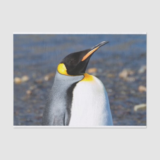 Penguin Portrait Tissuepapier (Voorkant)